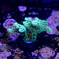 Seriatopora caledrium green - Thumbnail 2
