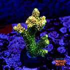 Acropora millepora og sunset 1