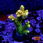 Acropora millepora og sunset - Thumbnail 1