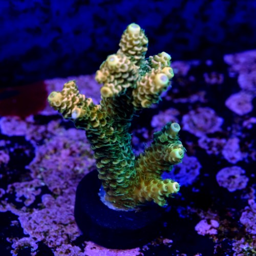 Acropora millepora og sunset 2