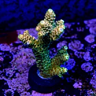 Acropora millepora og sunset 2