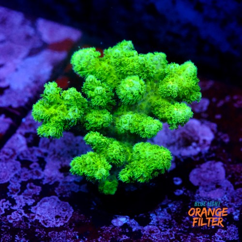Pocilopora damicornis green 1