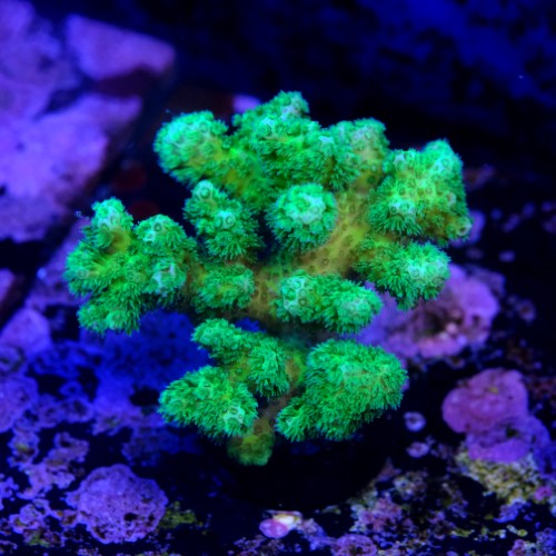 Pocilopora damicornis green 2