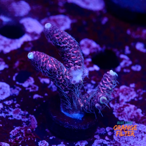 Acropora millepora pink  1