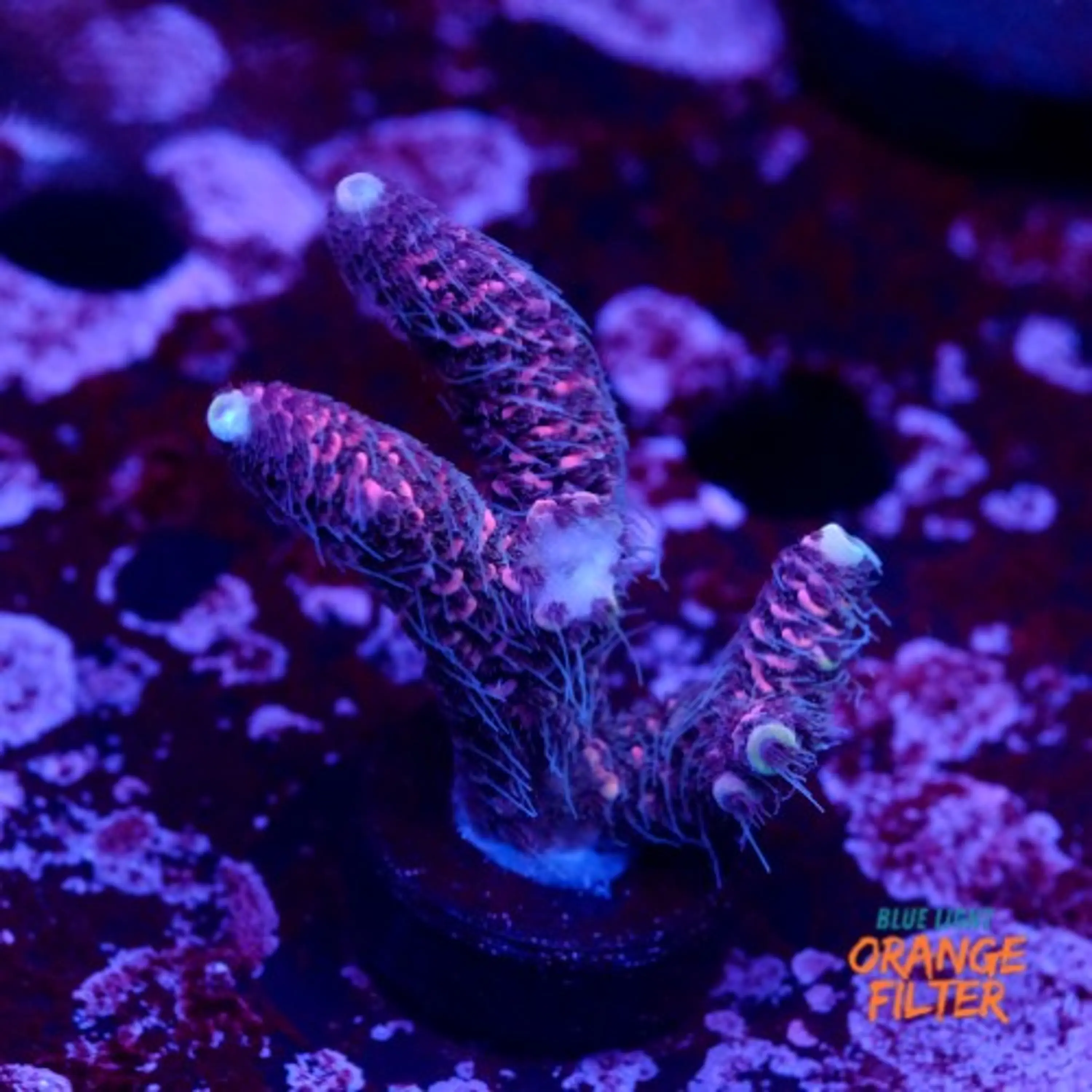Acropora millepora pink 