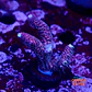 Acropora millepora pink  - Thumbnail 1