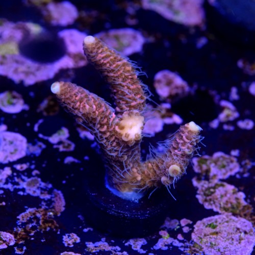 Acropora millepora pink  2