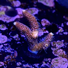 Acropora millepora pink  2