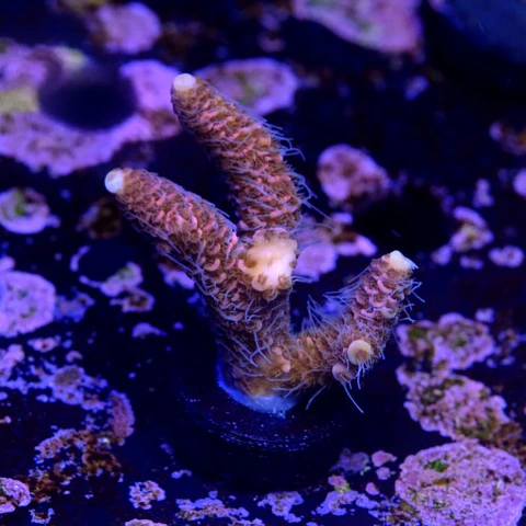 Acropora millepora pink 