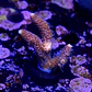 Acropora millepora pink  - Thumbnail 2