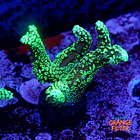 Seriatopora caledrium green 1