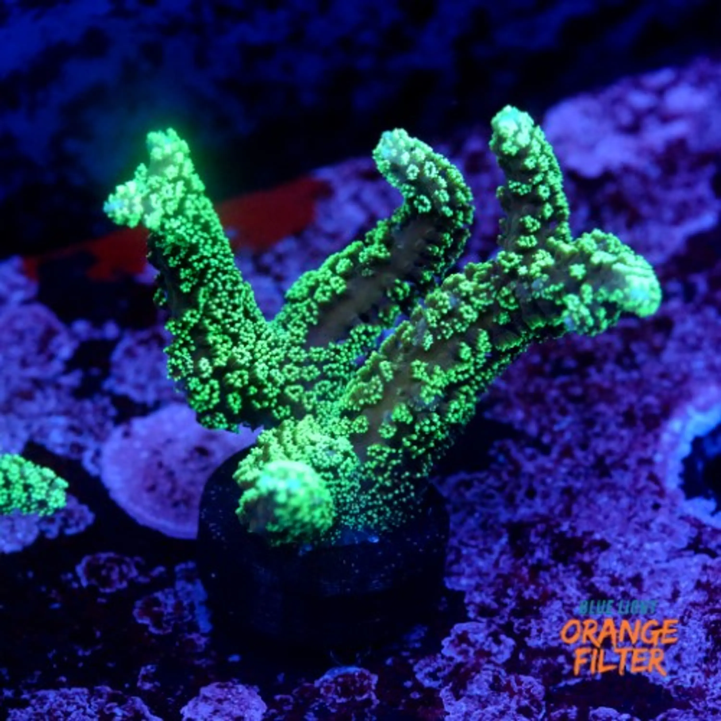 Seriatopora caledrium green