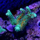 Seriatopora caledrium green 2