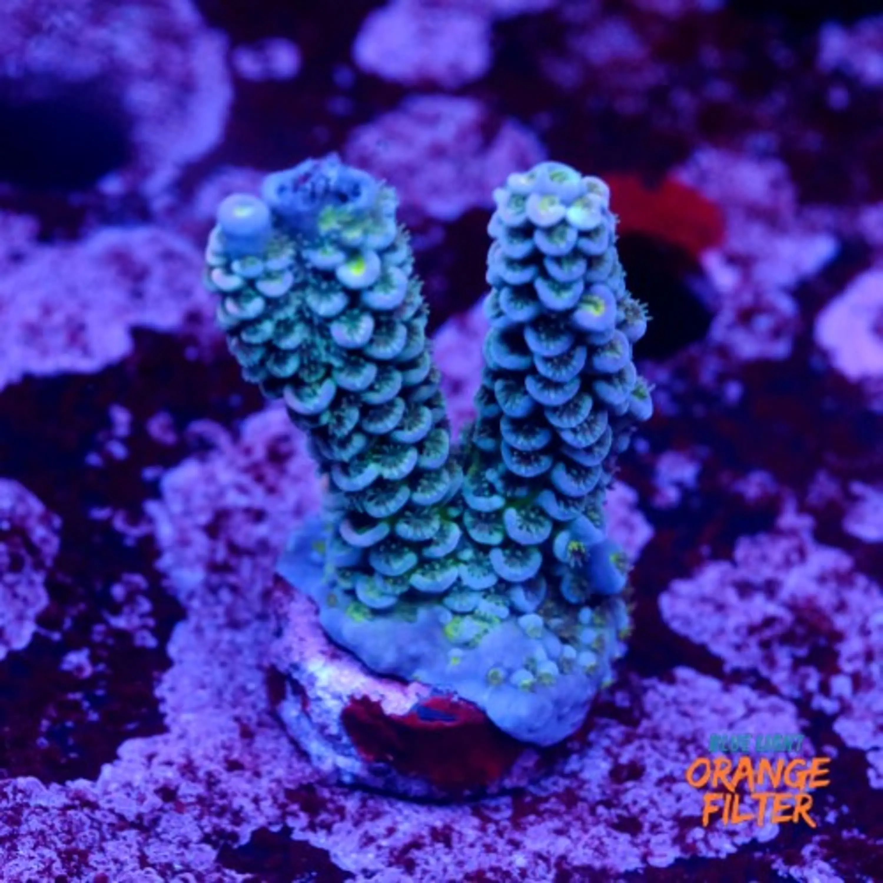 Acropora tenuis 