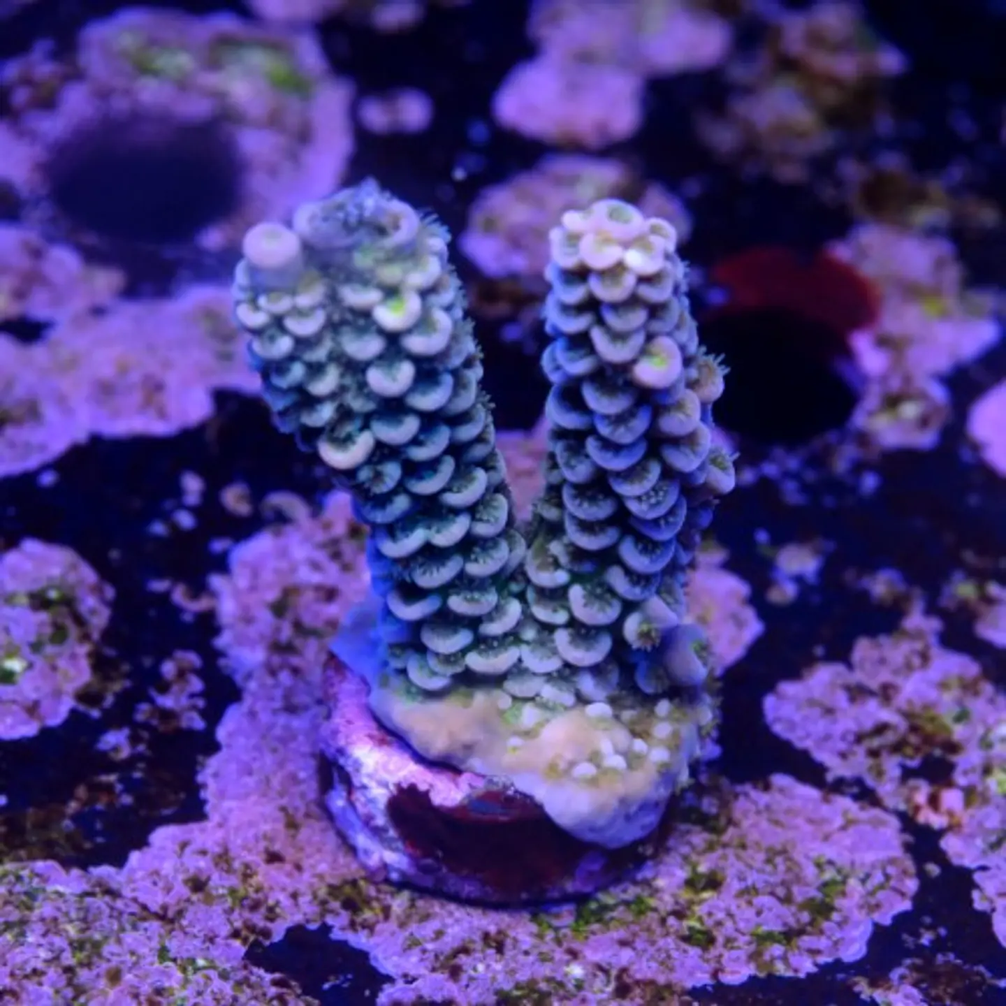Acropora tenuis  2