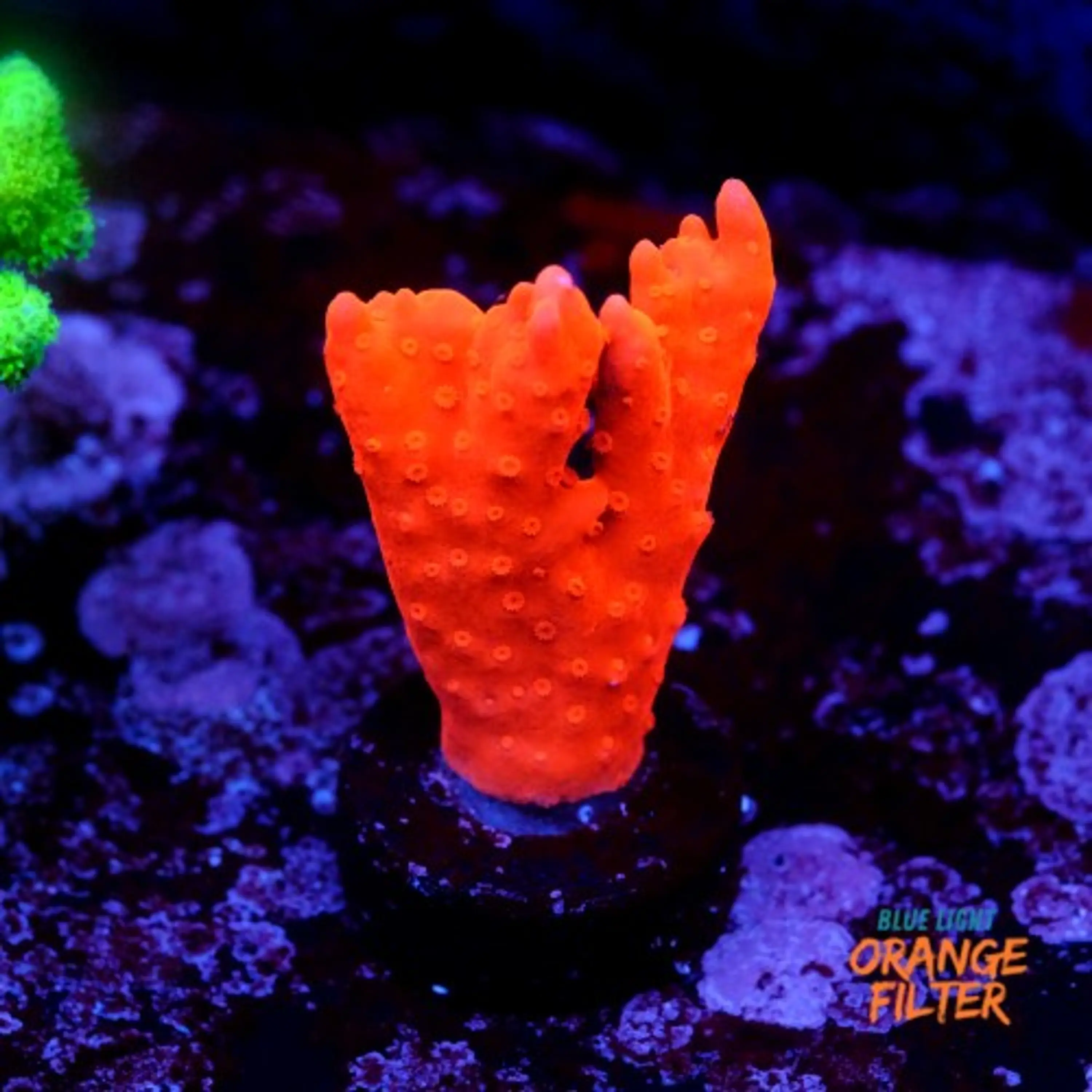 Montipora setosa 