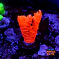 Montipora setosa  - Thumbnail 1