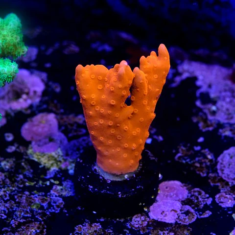 Montipora setosa 