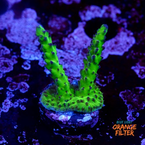 Acropora sour twist  1