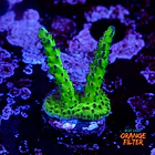 Acropora sour twist  1