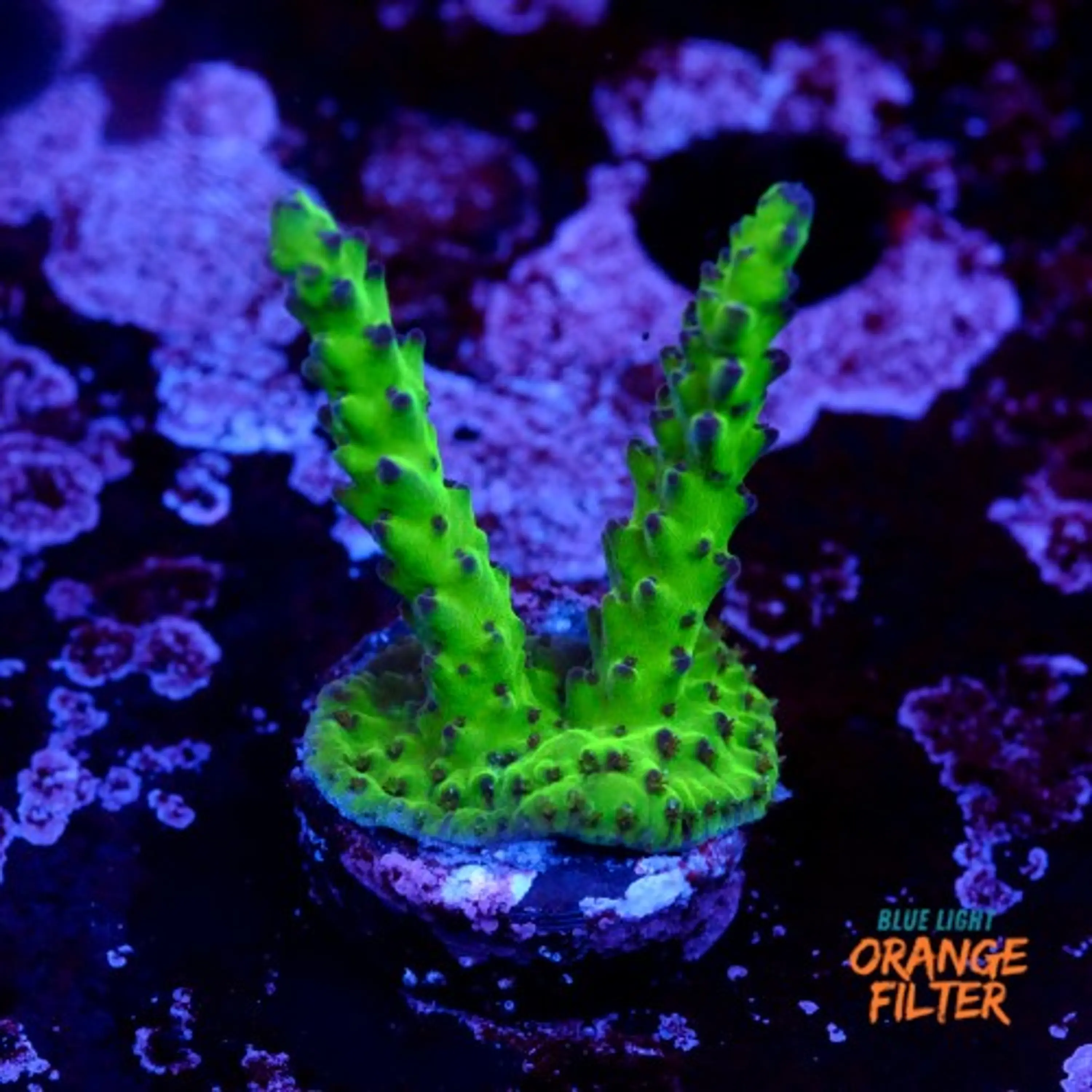 Acropora sour twist 