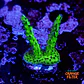 Acropora sour twist  - Thumbnail 1