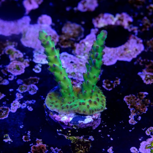 Acropora sour twist  2