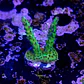 Acropora sour twist  - Thumbnail 2
