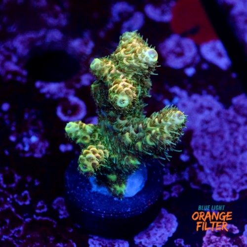 Acropora millepora  1