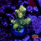 Acropora millepora  1