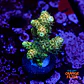 Acropora millepora  - Thumbnail 1