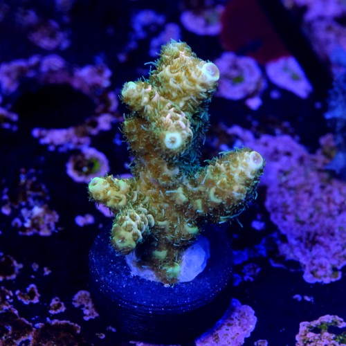 Acropora millepora  2