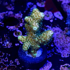 Acropora millepora  2