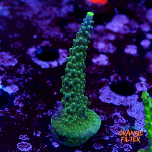 Acropora joker  1