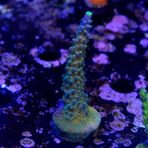 Acropora joker  2