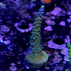 Acropora joker  2