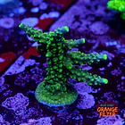 Acropora joker  1