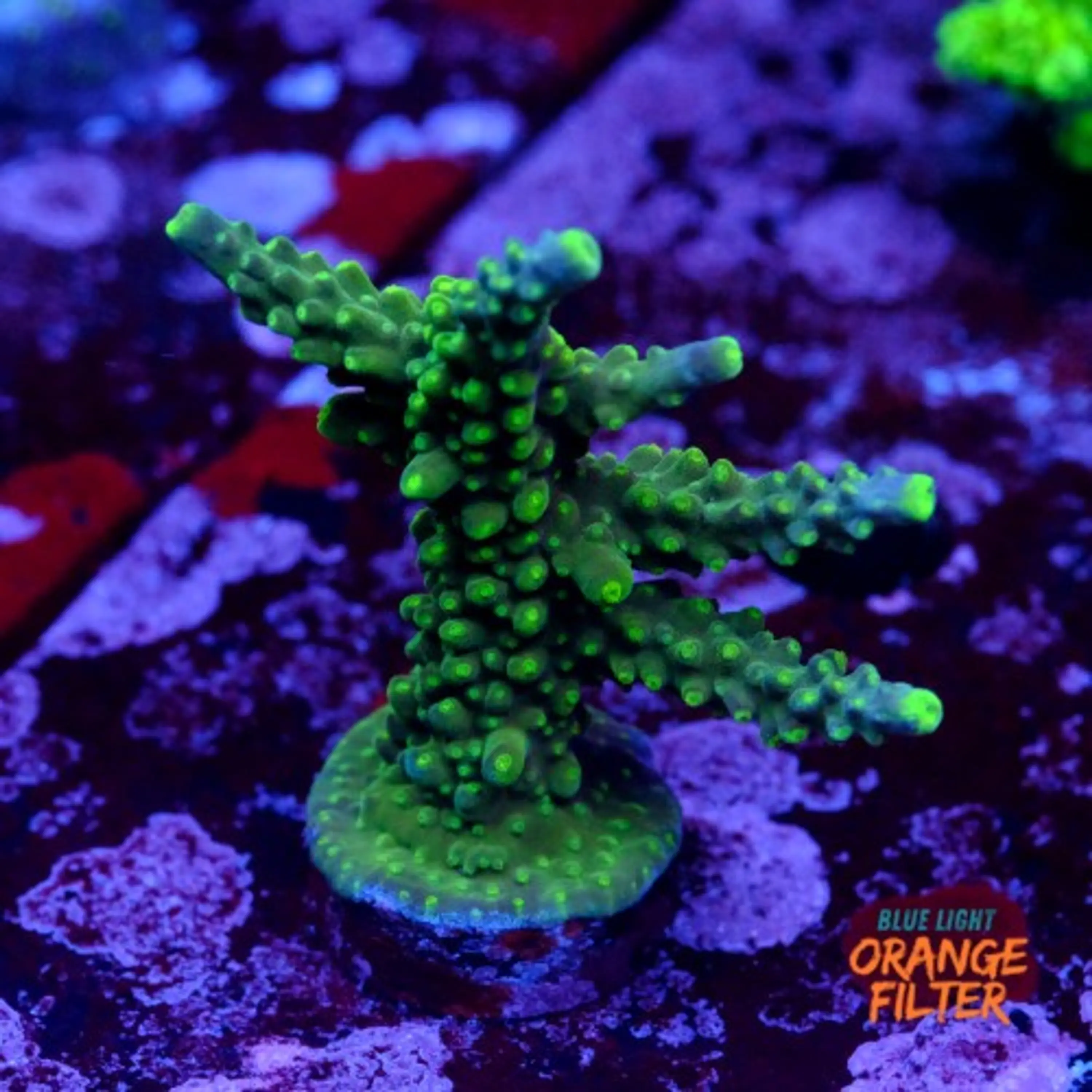 Acropora joker 