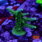 Acropora joker  - Thumbnail 1