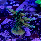 Acropora joker  2