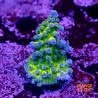 Acropora cali tort 1