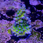 Acropora cali tort 2
