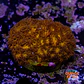 Leptastrea john deere - Thumbnail 2