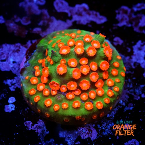 Cyphastrea jingle bell 1