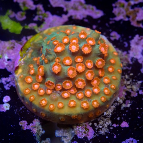 Cyphastrea jingle bell 2