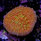 Chalice goldmeister - Thumbnail 2