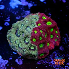 Favites pentagona warcoral 1