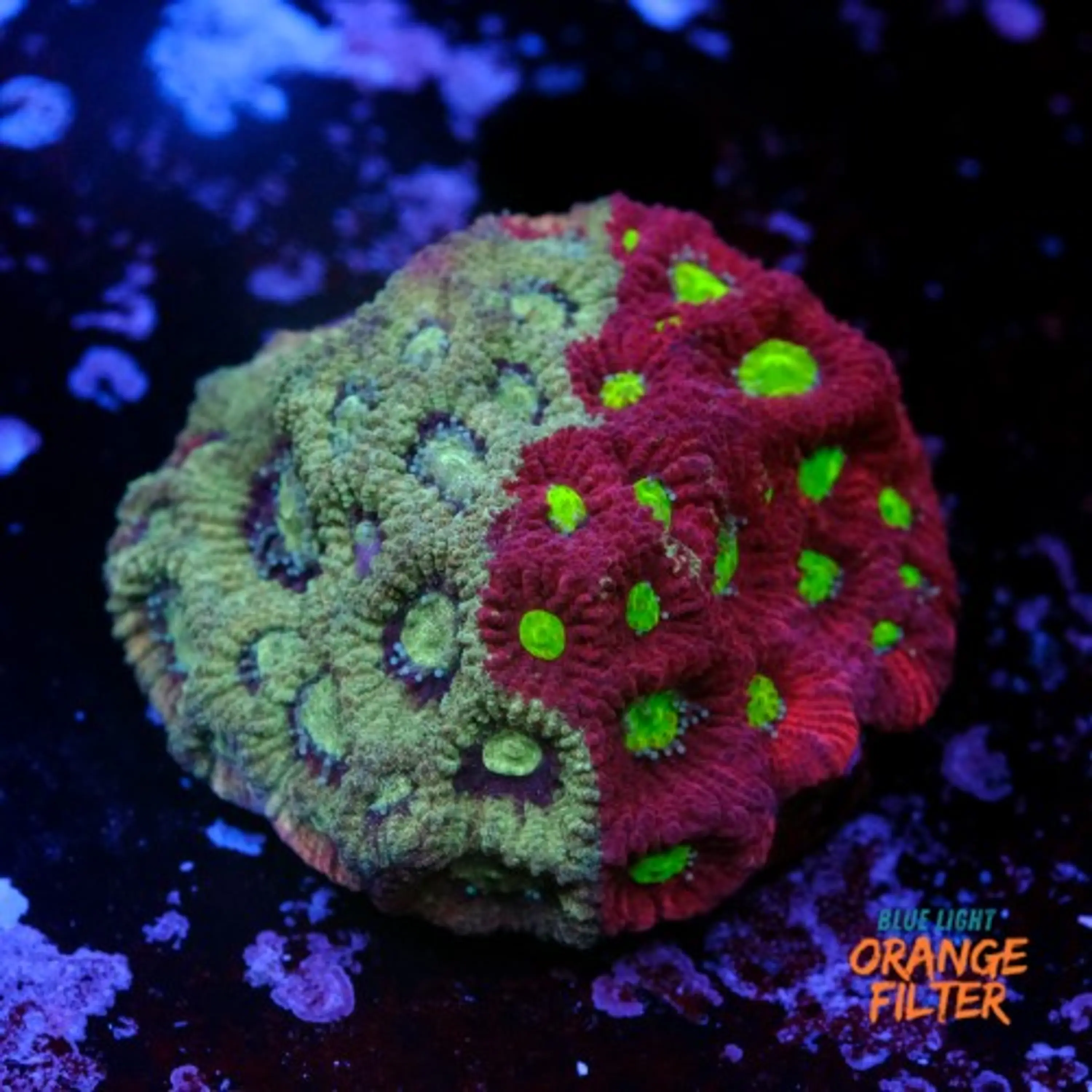 Favites pentagona warcoral