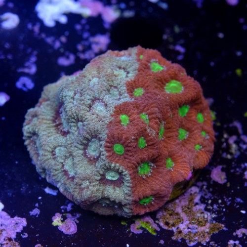 Favites pentagona warcoral 2