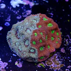 Favites pentagona warcoral 2
